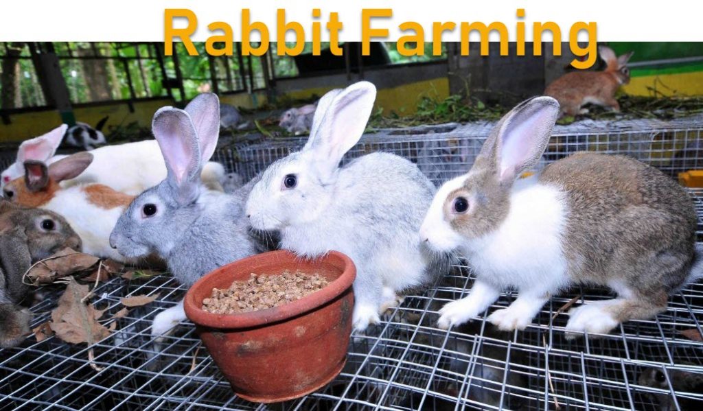 how to start rabbit farming business