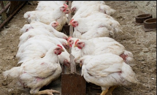 Poultry Birds Diseases & Poultry Vaccines