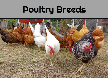 Poultry Breeds - Desi Chicken Breeds in India