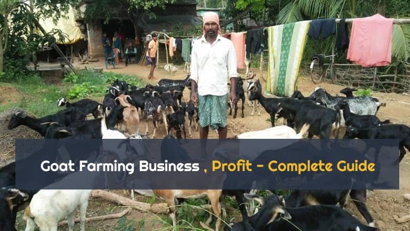 goat farming business