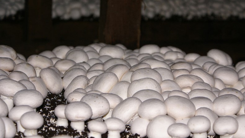 Start Mushroom Cultivation मशरूम की खेती शुरू करें